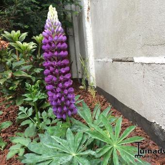 Lupinus polyphyllus 'CAMELOT Blue'