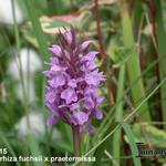 Dactylorhiza fuchsii x praetermissa - 