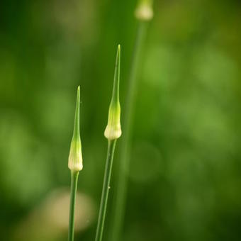 Allium 'Hair'