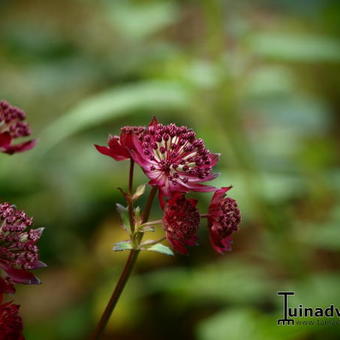 Astrantia 'Gill Richardson'