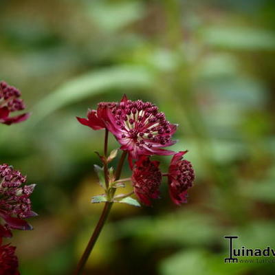 Astrantia 'Gill Richardson' - 