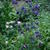 Aquilegia vulgaris