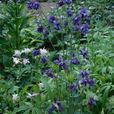 Ancolie commune - Aquilegia vulgaris