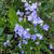 Campanula persicifolia 'Coerulea'