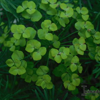 Euphorbia cyparissias   'Clarice Howard'