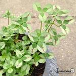 Trifolium repens 'Dragon's Blood'  - 