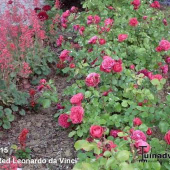 Rosa 'Red Leonardo da Vinci'