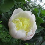 Paeonia lactiflora 'Primevere' - 