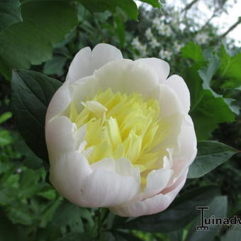 Paeonia lactiflora 'Primevere'