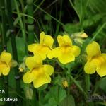 Mimulus luteus - MIMULE JAUNE,