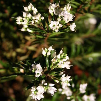 Hebe diosmifolia 'Celina'