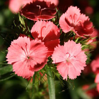 Dianthus barbatus