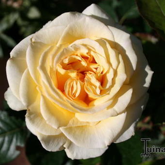 Rosa 'Breathtaking'