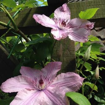 Clematis 'Hagley Hybrid'