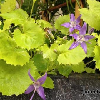 Campanula garganica 'Dickson's Gold'