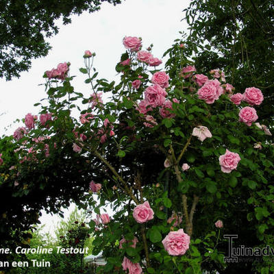 Rosa 'Mme Caroline Testout' - 