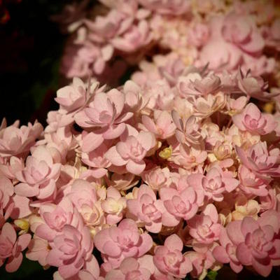 Hydrangea macrophylla 'Jomari'  - 