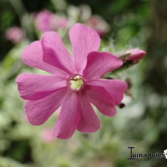 Silene dioica