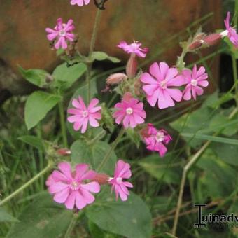 Silene dioica