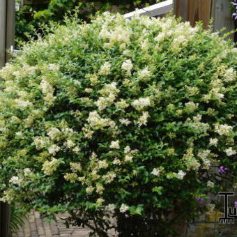 Ligustrum delavayanum