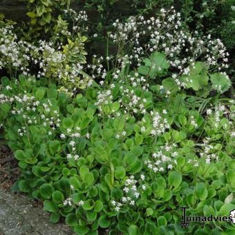 Saxifraga x urbium