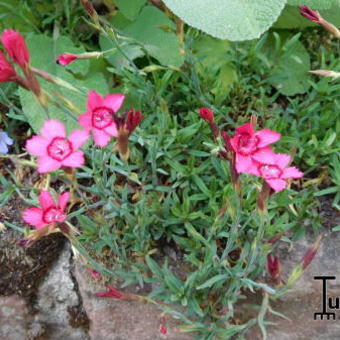 Dianthus deltoides 'Flashing Light'