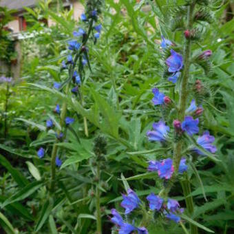 Echium plantagineum 'Blue Bedder'