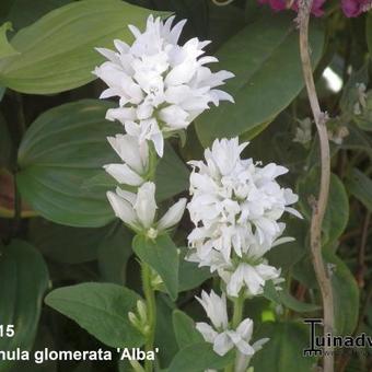 Campanula glomerata 'Alba'