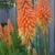 Kniphofia 'First Sunrise'