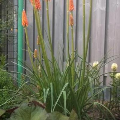 Kniphofia 'First Sunrise' - 