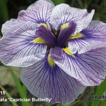 Iris ensata 'Caprician Butterfly'