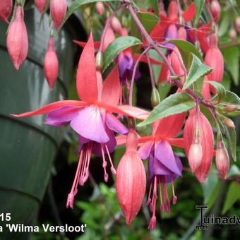 Fuchsia 'Wilma Versloot'