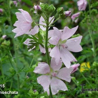 Malva moschata