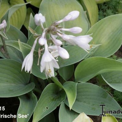 Hosta 'Irische See' - 