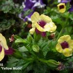 Torenia 'Yellow Moon' - 