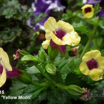 Torenia 'Yellow Moon'