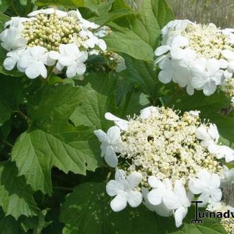 Viburnum opulus