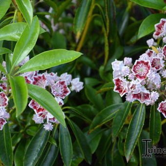 Kalmia latifolia 'Carousel'