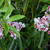 Kalmia latifolia 'Carousel'