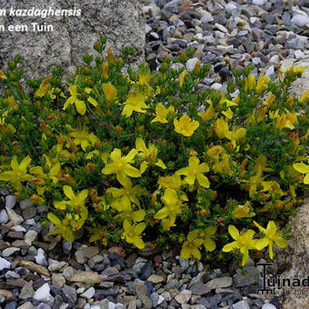 Hypericum kazdaghense