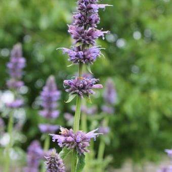 Agastache 'Serpentine'