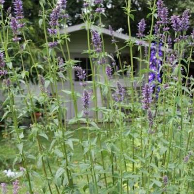 Agastache 'Serpentine' - Agastache 'Serpentine'