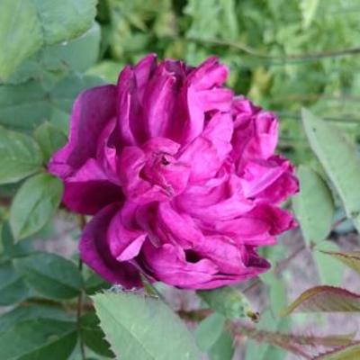 Rosa 'Deuil de Paul Fontaine' - 