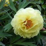 Paeonia suffruticosa 'High Noon' - 