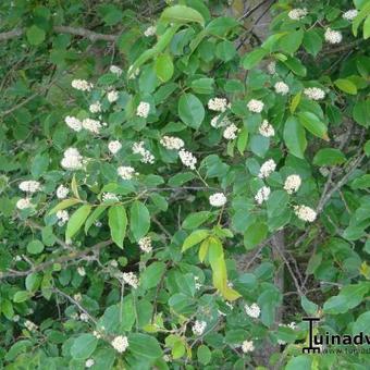 Prunus serotina