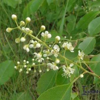 Prunus serotina