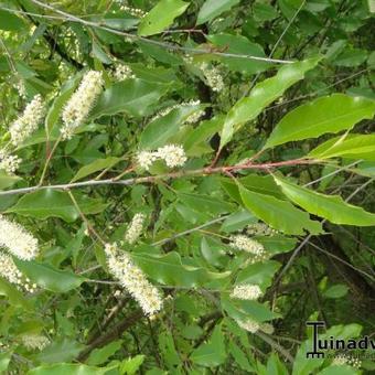 Prunus serotina