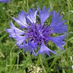 Centaurea cyanus - 