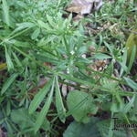 Galium aparine - Gaillet gratteron