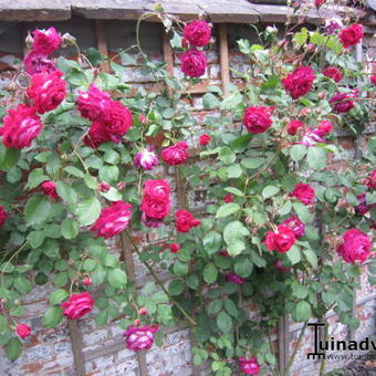 Rosa 'Reine Marie Henriette'